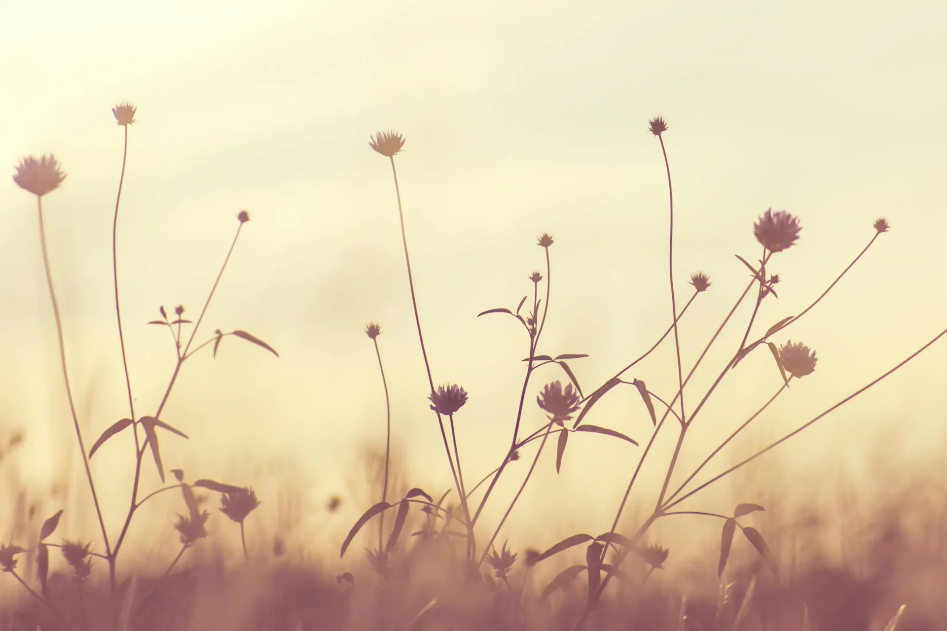 flower background image