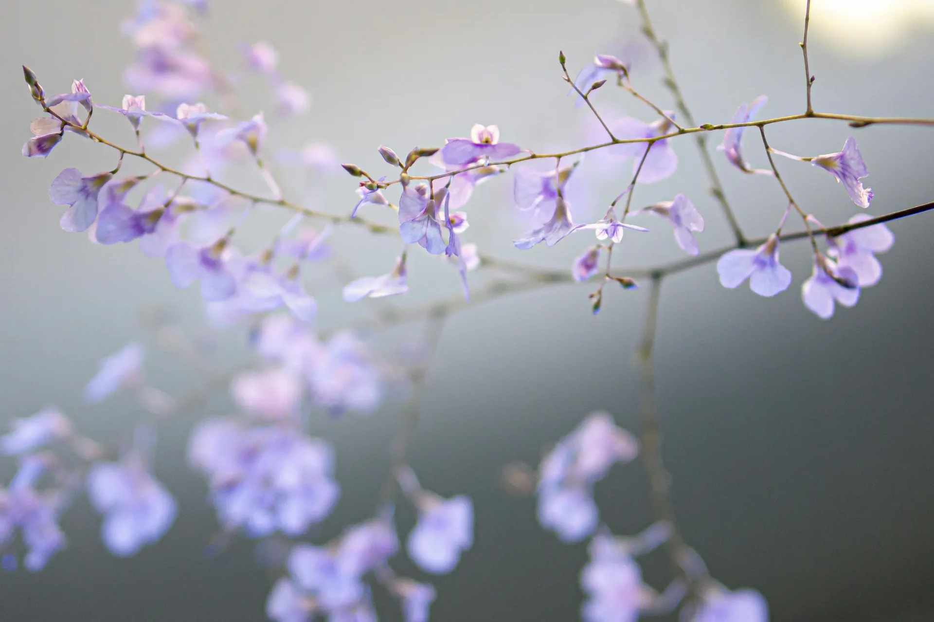 purple flowers blooming